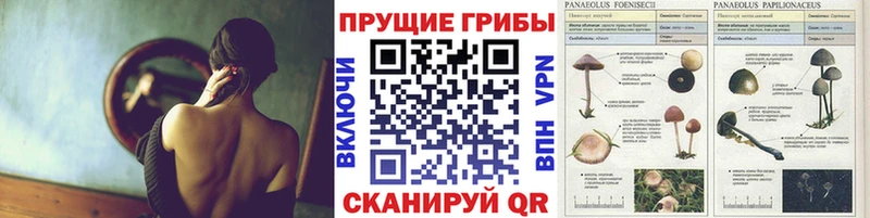 магазин    Каменск-Шахтинский  Псилоцибиновые грибы Magic Shrooms 